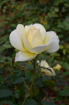 月季花
