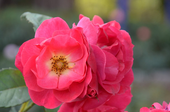 月季花