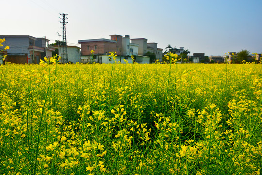 油菜花海