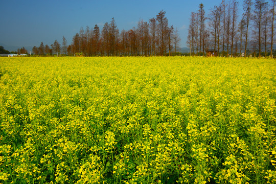 油菜花海