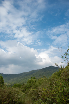 森林天空