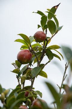 山茶果实茶籽