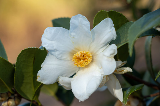 茶花茶树