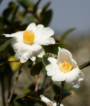 茶花茶树