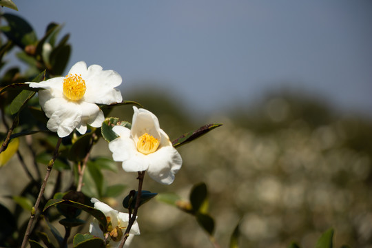 茶花茶树