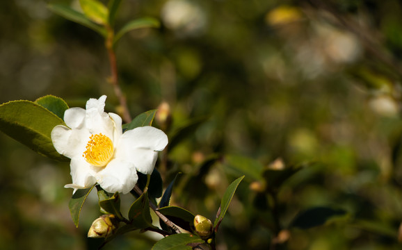 茶花茶树