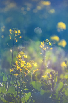 油菜花