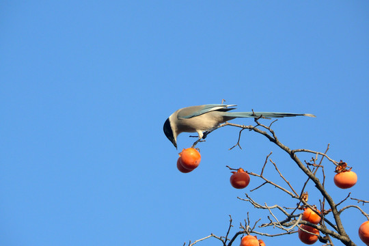 灰喜鹊吃柿子