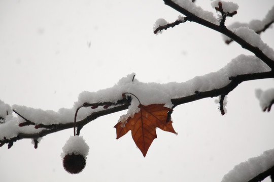 植物和雪