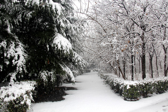 雪景