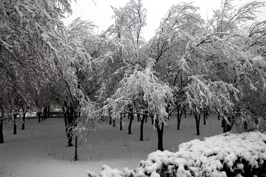 雪中的小树林