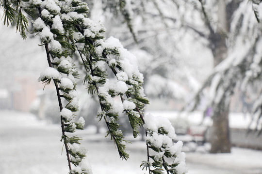 雪压松枝