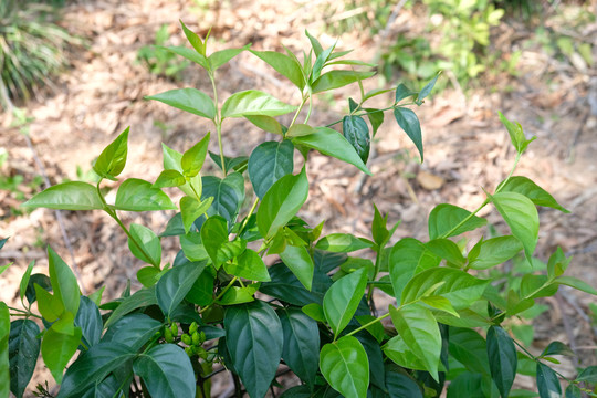 野生断肠草大茶藤钩吻