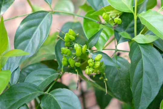 野生断肠草大茶藤钩吻