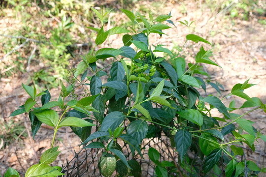 断肠草大茶藤钩吻种植