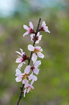 桃花