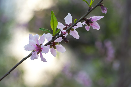 桃花