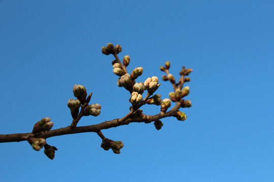 樱桃花