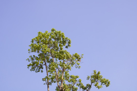 树与天空