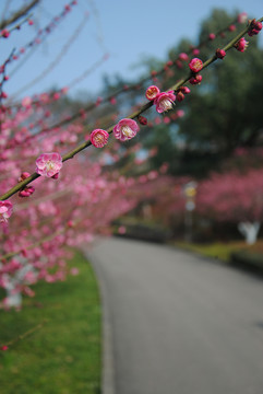 梅花