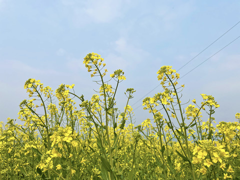 油菜花