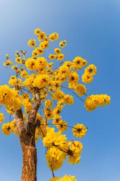 黄花风铃木挂满树枝