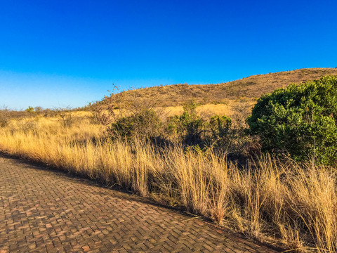 南非森林公园