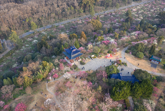 大美梅花山