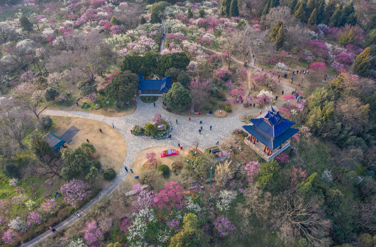 大美梅花山