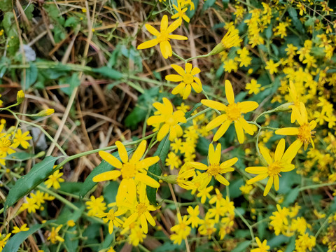 野菊花