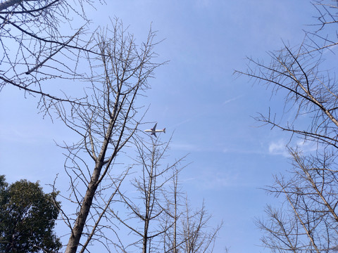 仰拍枯树枝