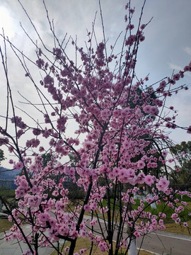 满树粉色桃花