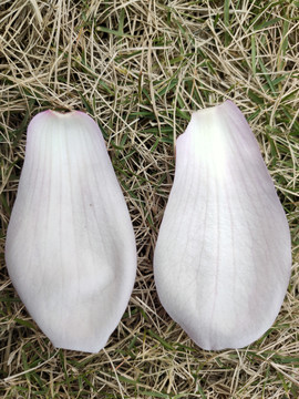 玉兰花瓣特写