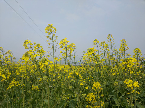 油菜花特写