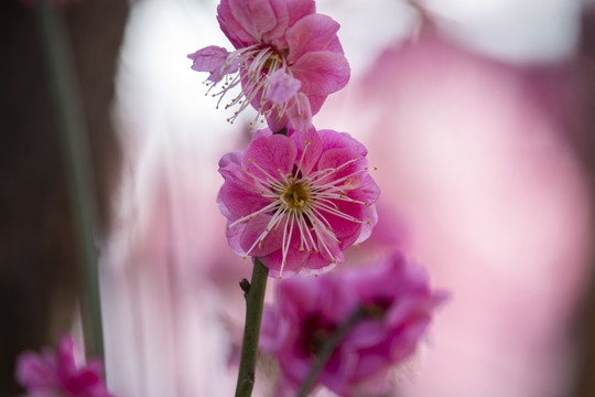 梅花