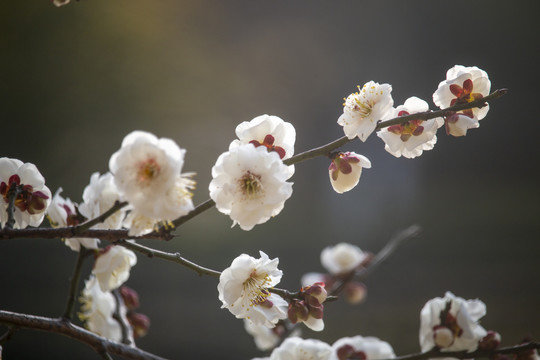 盛放的梅花