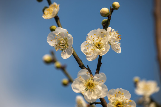 梅花争春