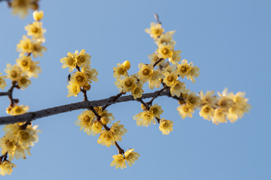 高清腊梅花