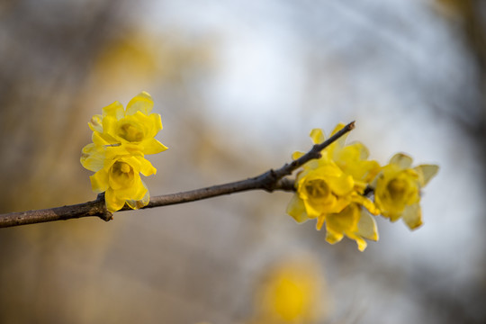 一枝腊梅花