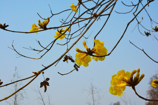 花开枝头