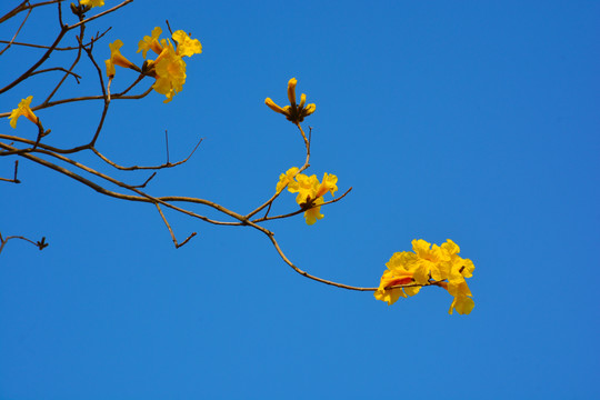 花开枝头