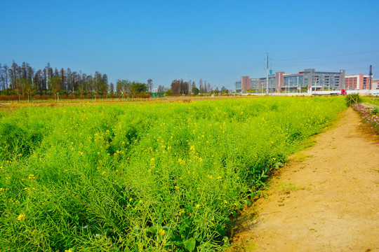 油菜花田