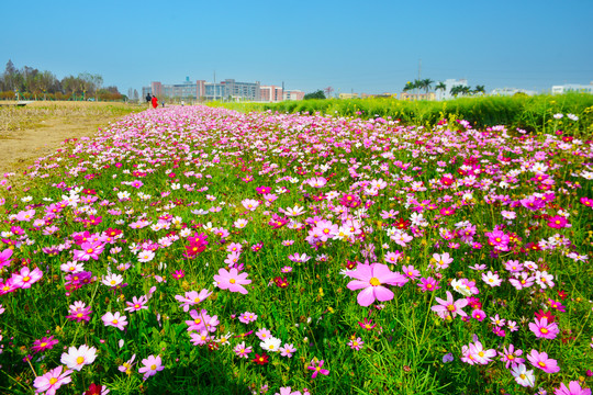 格桑花花海