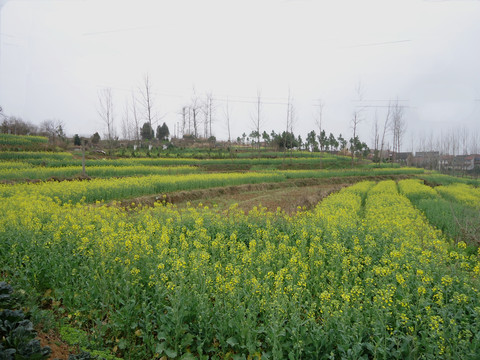 油菜花农田