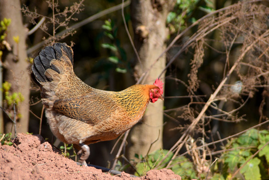 四川山区乡村散养的母鸡