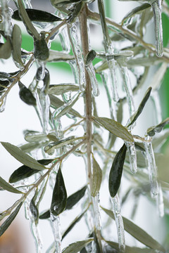 冰冻的橄榄叶