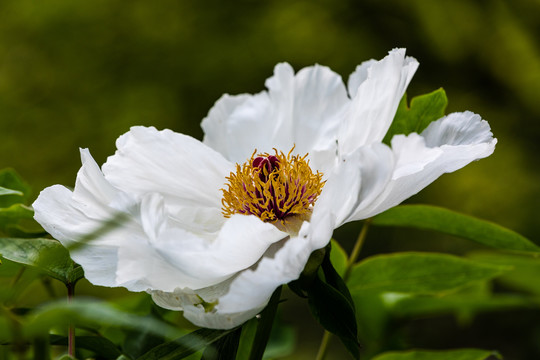 杭州花港观鱼公园牡丹