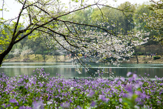 西湖樱花