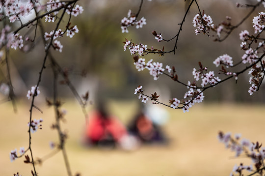 西湖樱花