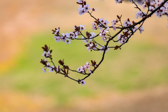 西湖樱花